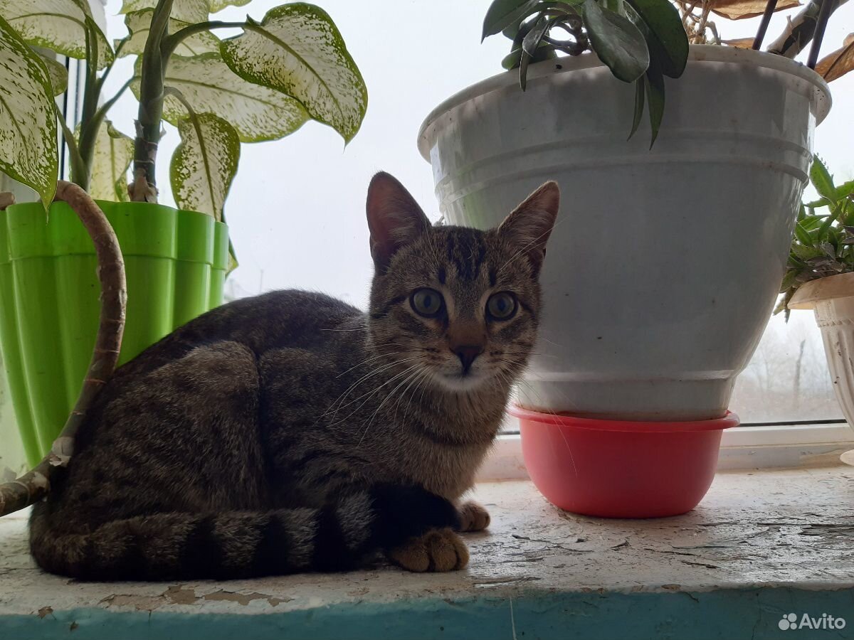 Отдается молодой котик купить на Зозу.ру - фотография № 1