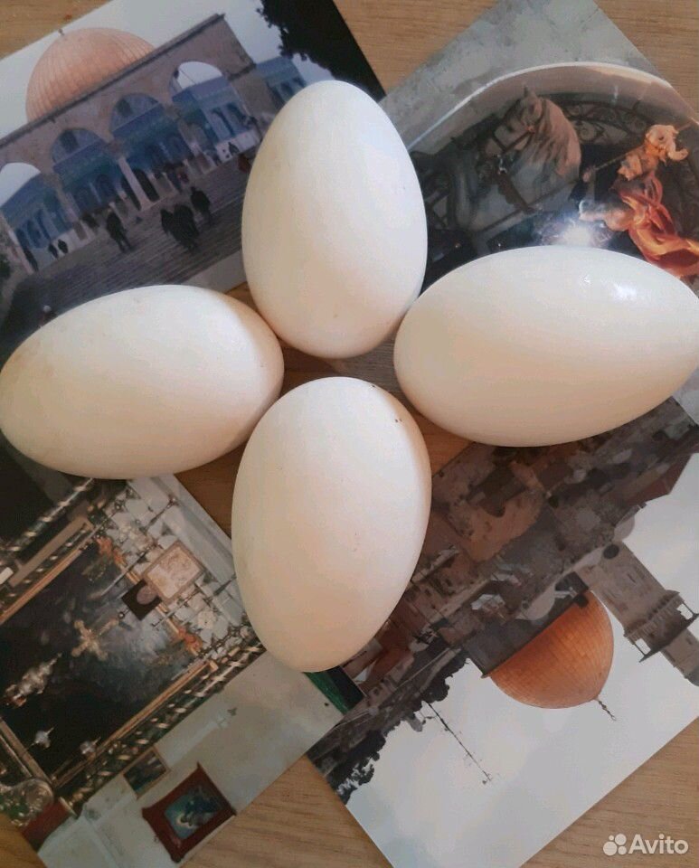 Продам гусиное яйцо на вывод одно яйцо купить на Зозу.ру - фотография № 1