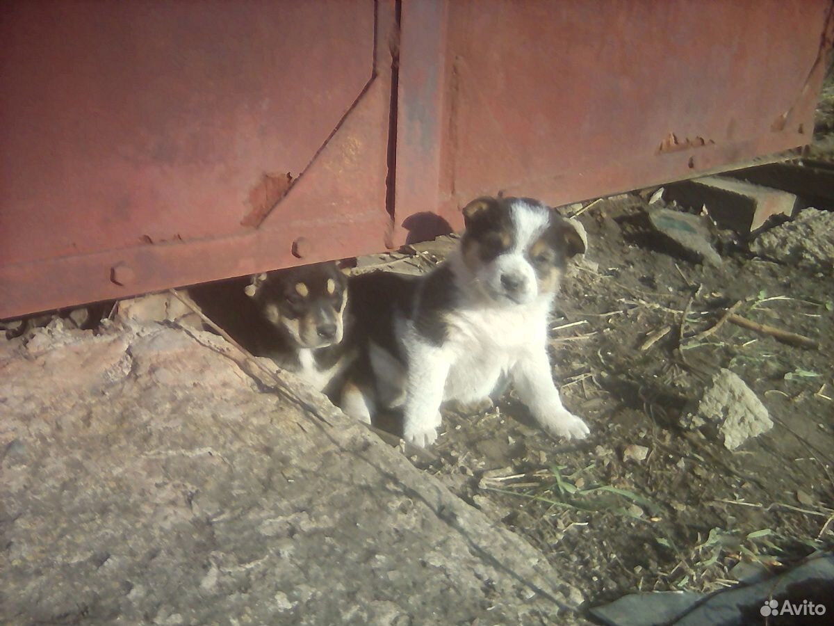 Два красивых щеночка ищут свой дом,добрых хозяев Щ купить на Зозу.ру - фотография № 3