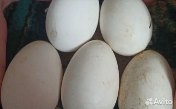 Буйнакск недельная яйцо по 70 купить на Зозу.ру - фотография № 1