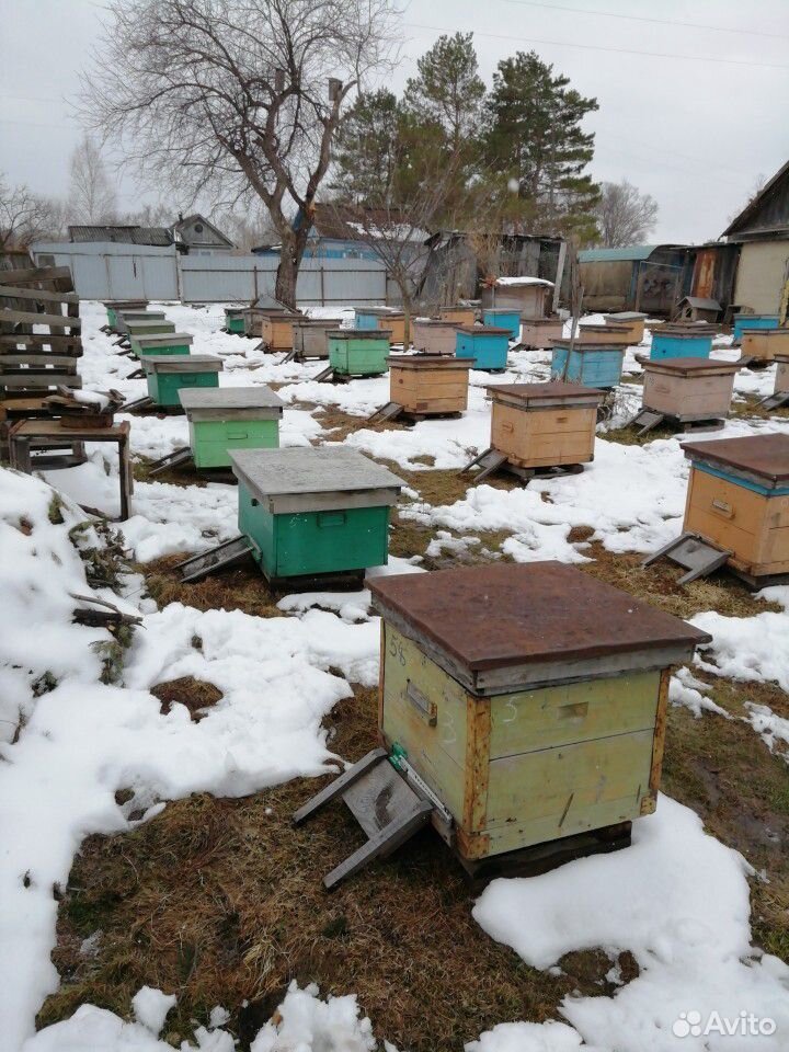 Продам пчелосемьи 20шт купить на Зозу.ру - фотография № 1