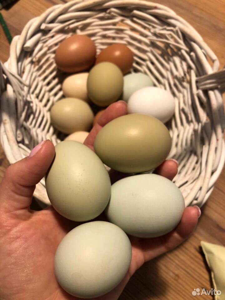 Инкубационное яйцо марана купить. Маран яйца. Маран цвет яйца. Яйцо Марана инкубационное. Яйцо Марана фото.