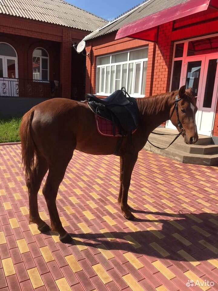 Продою лошадь англ-будёновец купить на Зозу.ру - фотография № 4