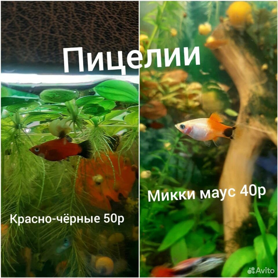 Аквариумные рыбки купить на Зозу.ру - фотография № 4