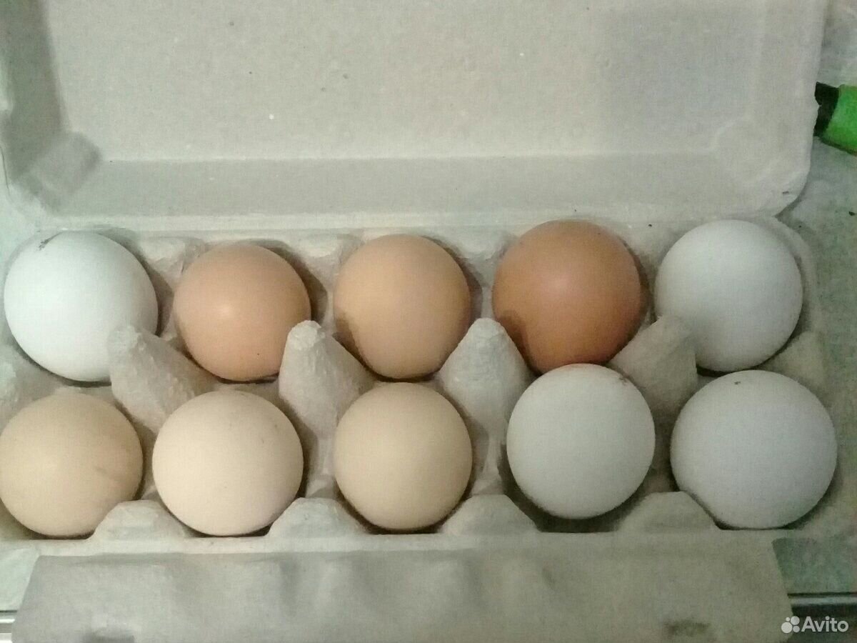 Яйца кур купить на Зозу.ру - фотография № 3