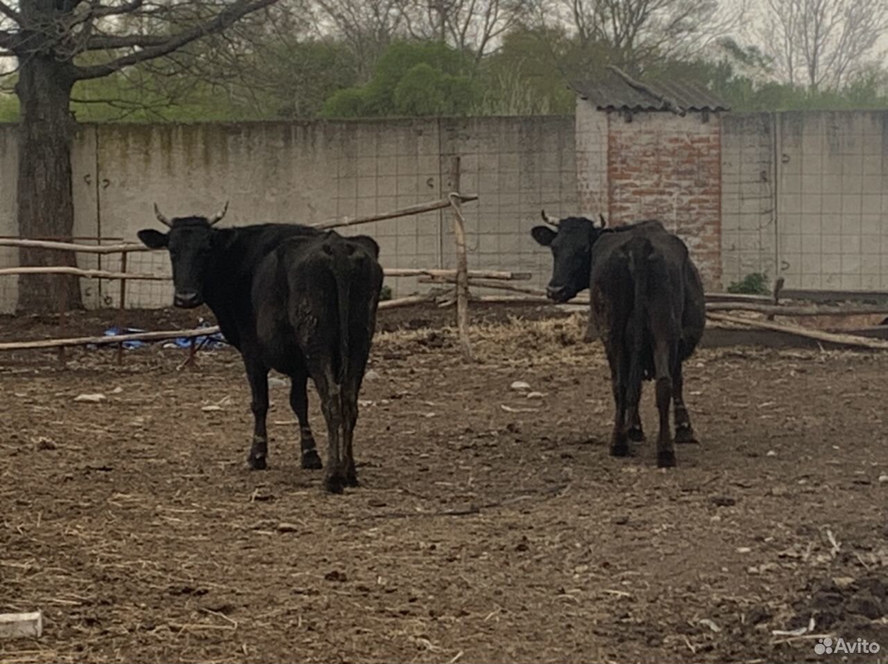 Дойные коровы купить на Зозу.ру - фотография № 1