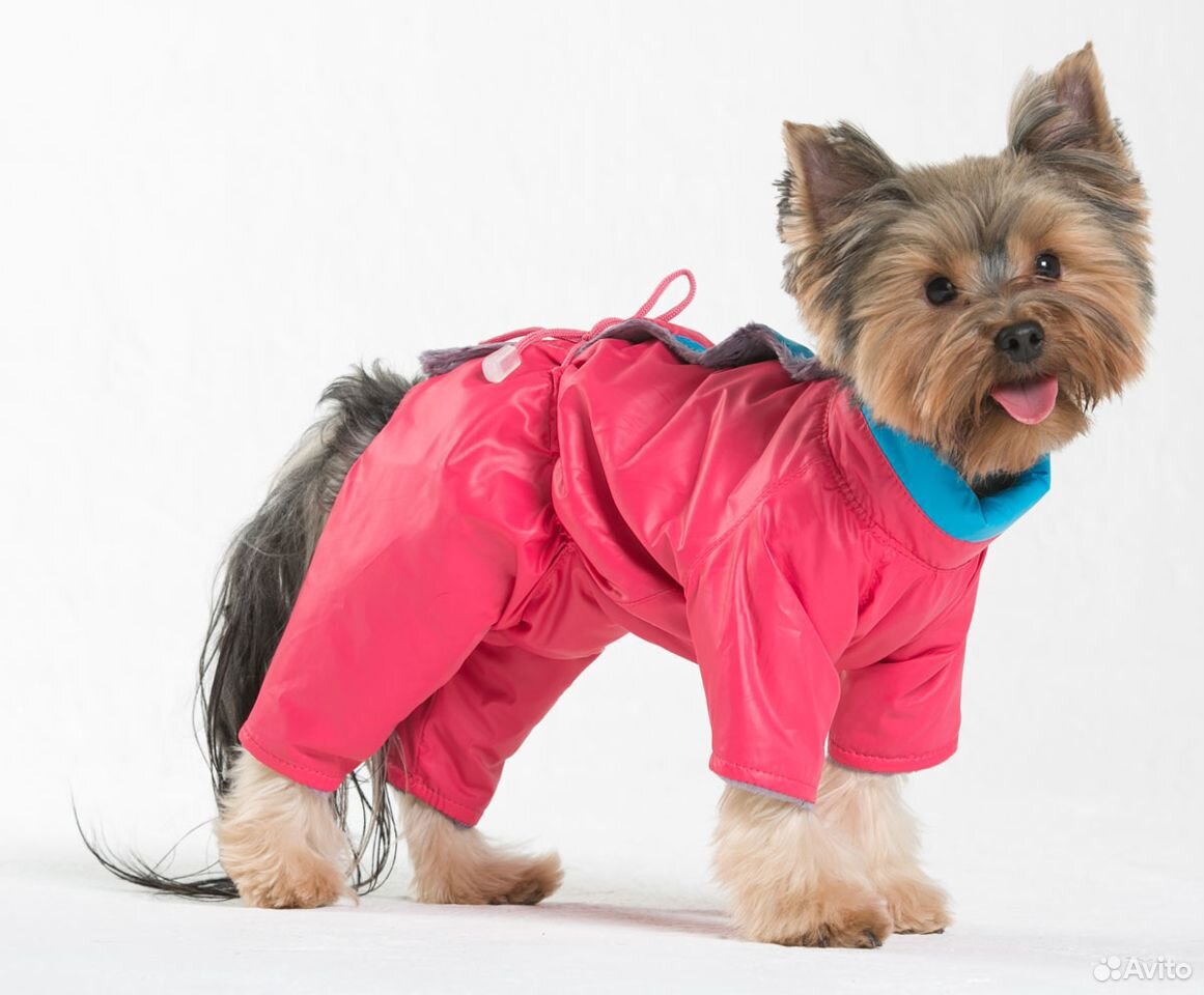 Собачья одежда. Одежда для собак. Одежда для собак отзывы. Одежда для маленьких собак. Одежда для маленьких собак.