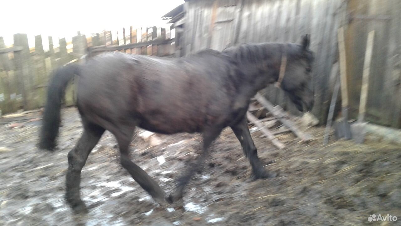 Продается лошадь кобыла купить на Зозу.ру - фотография № 1