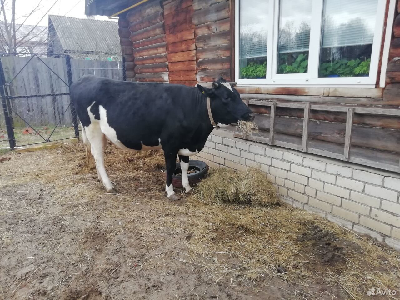 Корова и нетель купить на Зозу.ру - фотография № 2