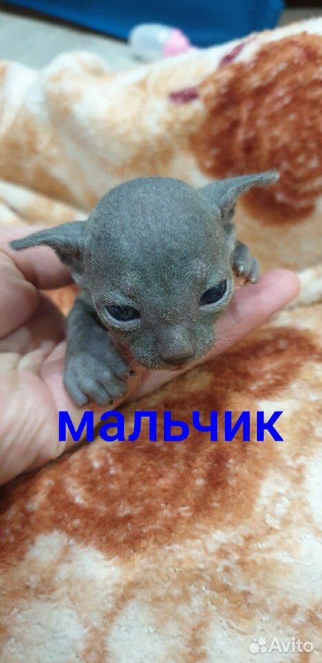 Продаются котята-сфинксята купить на Зозу.ру - фотография № 1