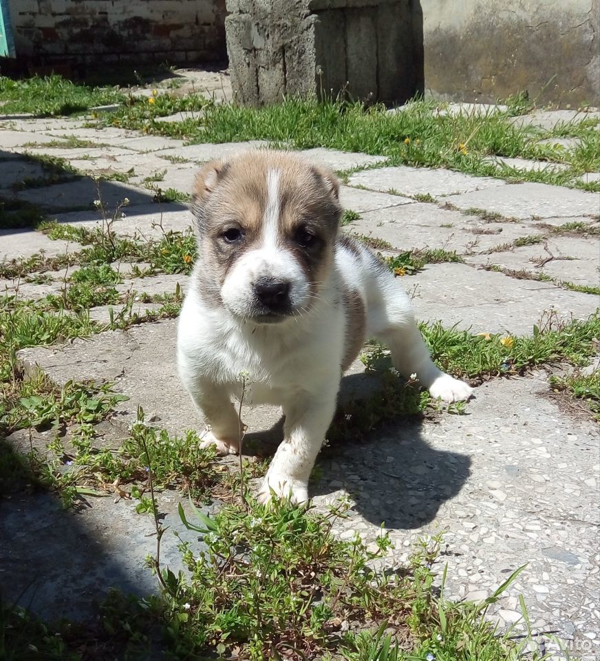 Алиментный щенок сао купить на Зозу.ру - фотография № 5
