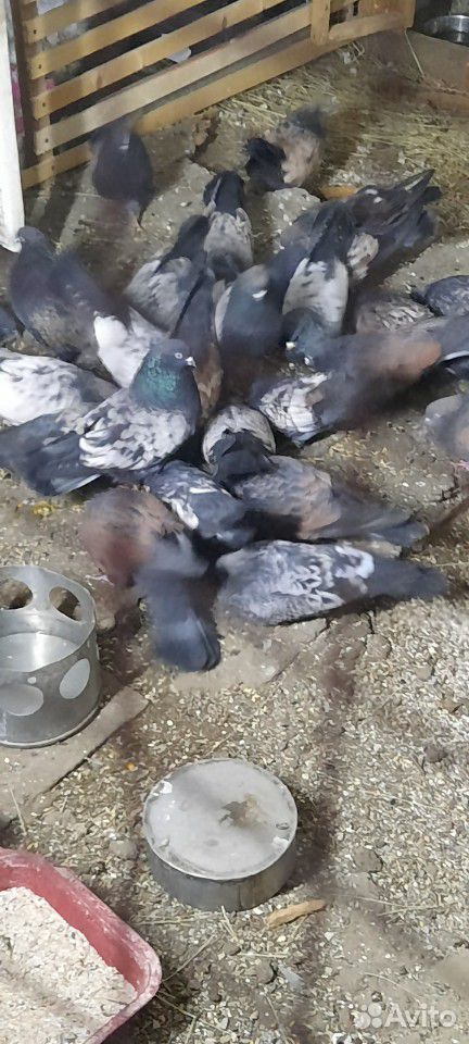 Продам кировоградских голубей купить на Зозу.ру - фотография № 5