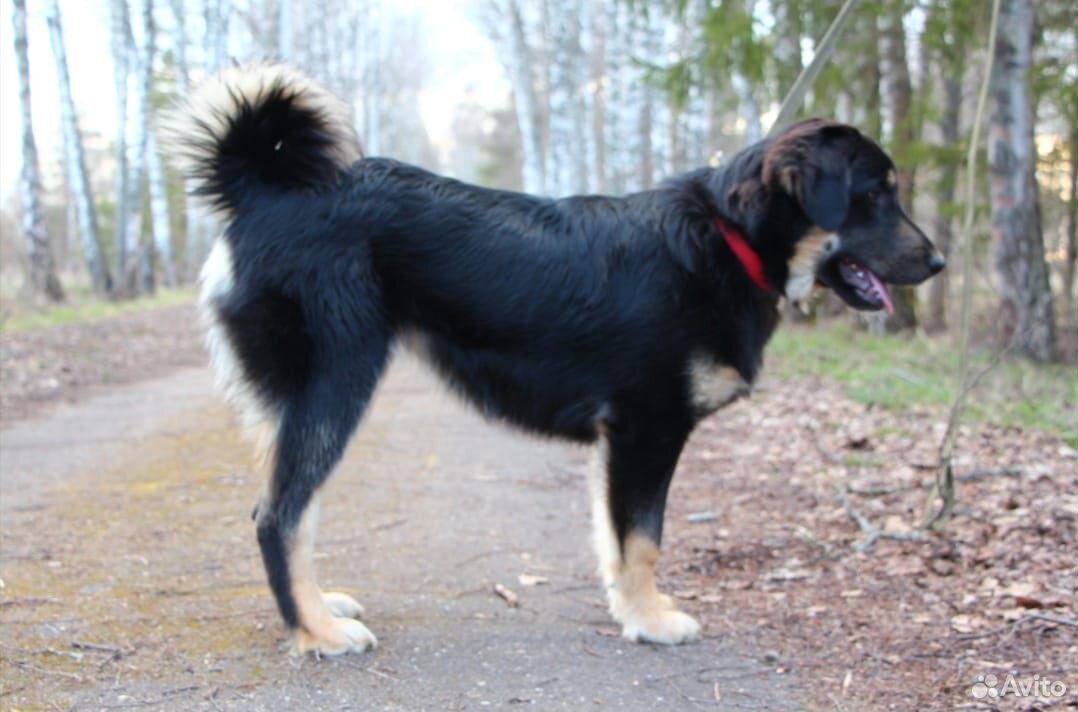 Сторожевая собака(волкодав Банхар) купить на Зозу.ру - фотография № 6