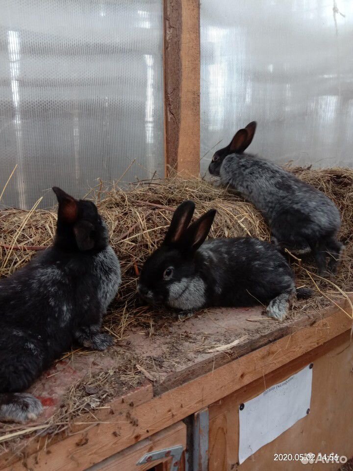 Кролики полтавское серебро для мясного разведения купить на Зозу.ру - фотография № 2