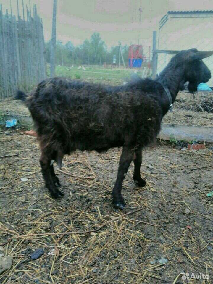 Продам семью коз купить на Зозу.ру - фотография № 6