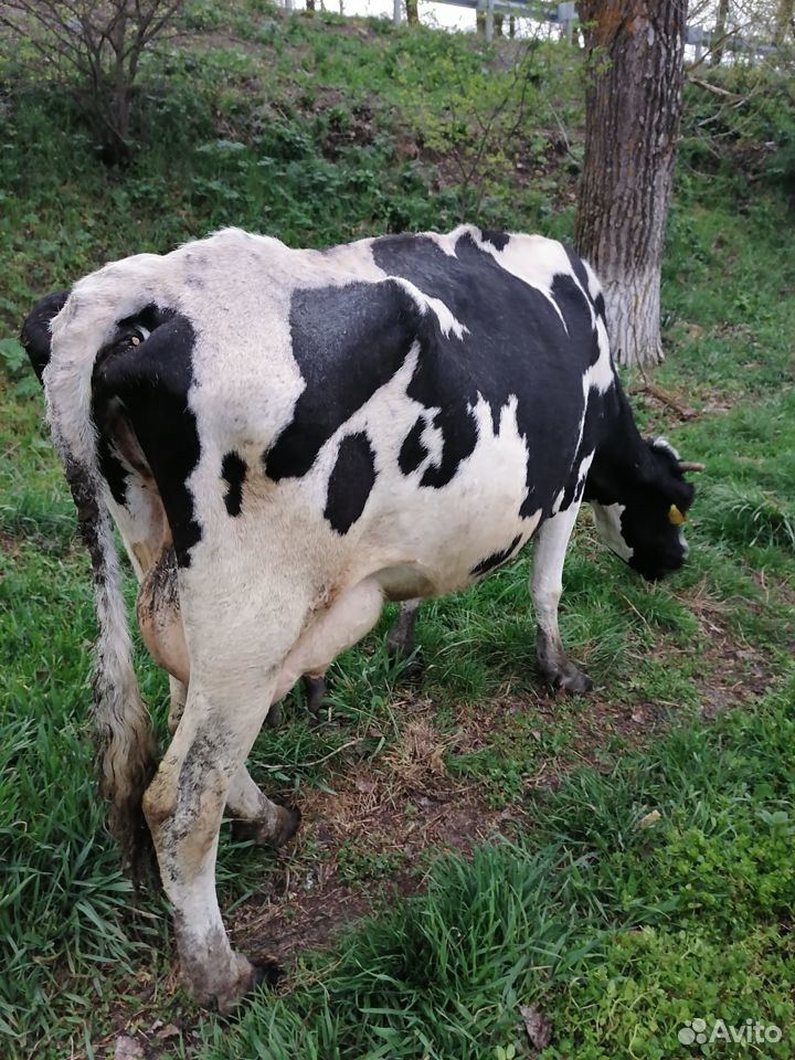 Продаётся корова купить на Зозу.ру - фотография № 2