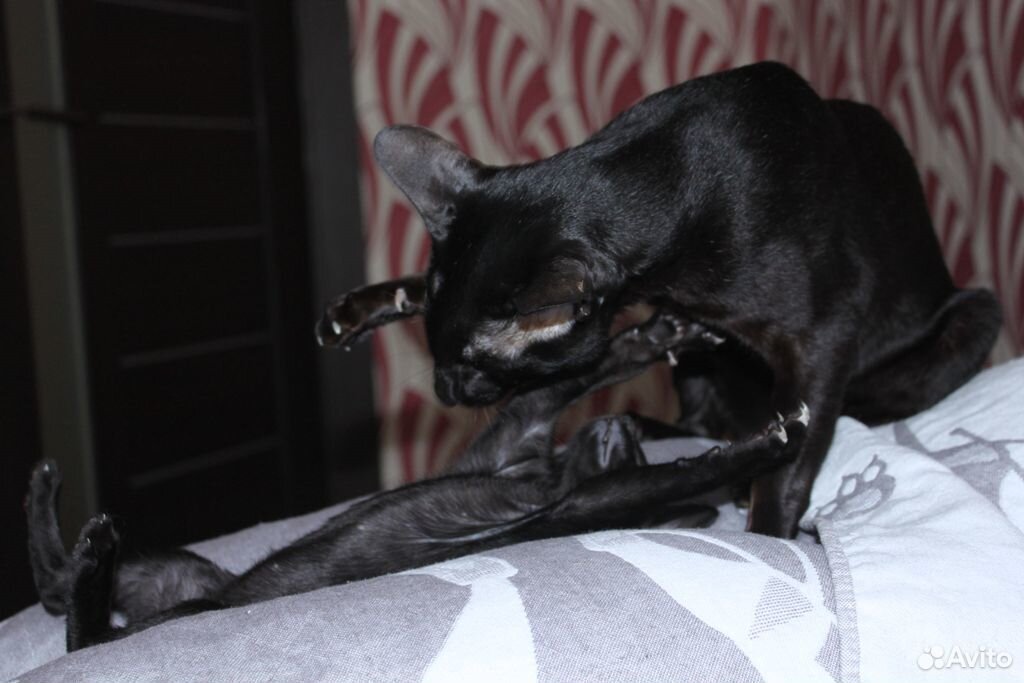 Мини-пантера черный ориентальный котенок купить на Зозу.ру - фотография № 8