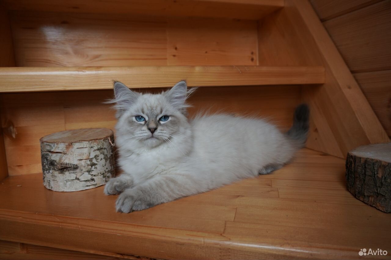 Невский маскарадный котенок в отличном типе купить на Зозу.ру - фотография № 2