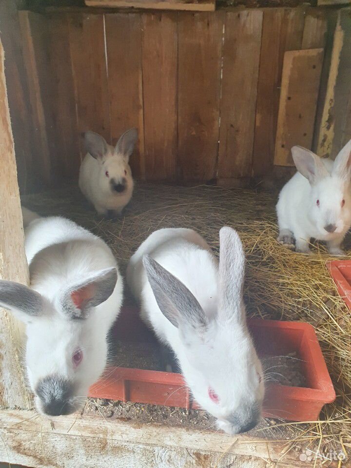 Кролики порода калифорниец купить на Зозу.ру - фотография № 2