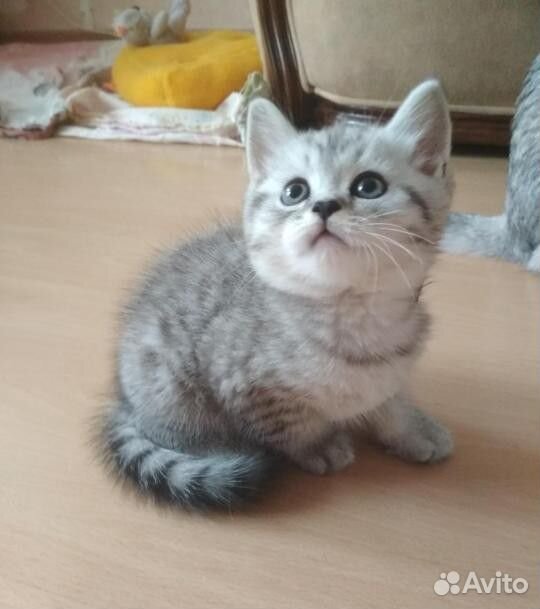 Серебристый котенок купить на Зозу.ру - фотография № 1