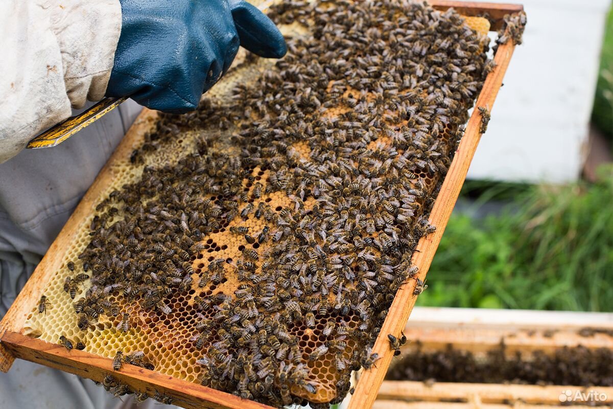 Пчелопакеты бакфаст купить на 2024. Пчелопакеты Бакфаст. Пчелопакеты Карника. Бессотовый пчелопакет. Пчелопакеты рамки.