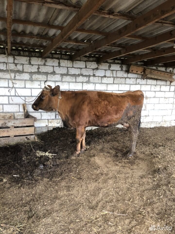 Продаётся корова на мясо купить на Зозу.ру - фотография № 3