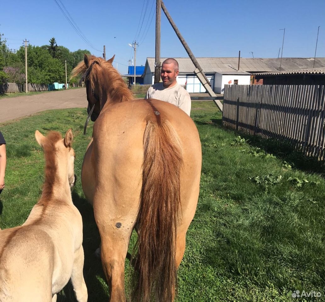 Лошадь с жеребёнком купить на Зозу.ру - фотография № 4