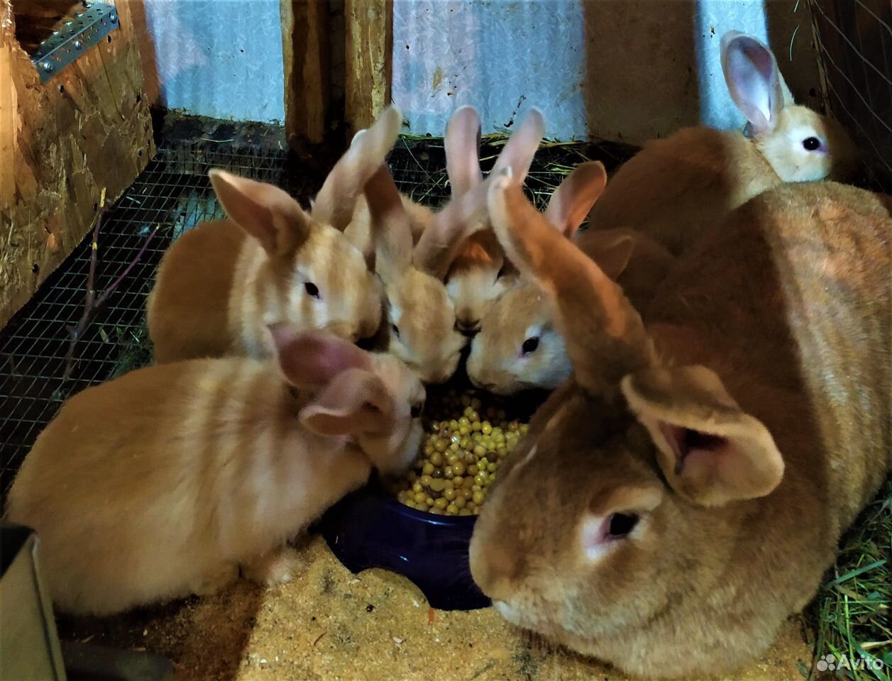 Кролики крупных мясных пород (Ризен Голд. миксы) купить на Зозу.ру - фотография № 3