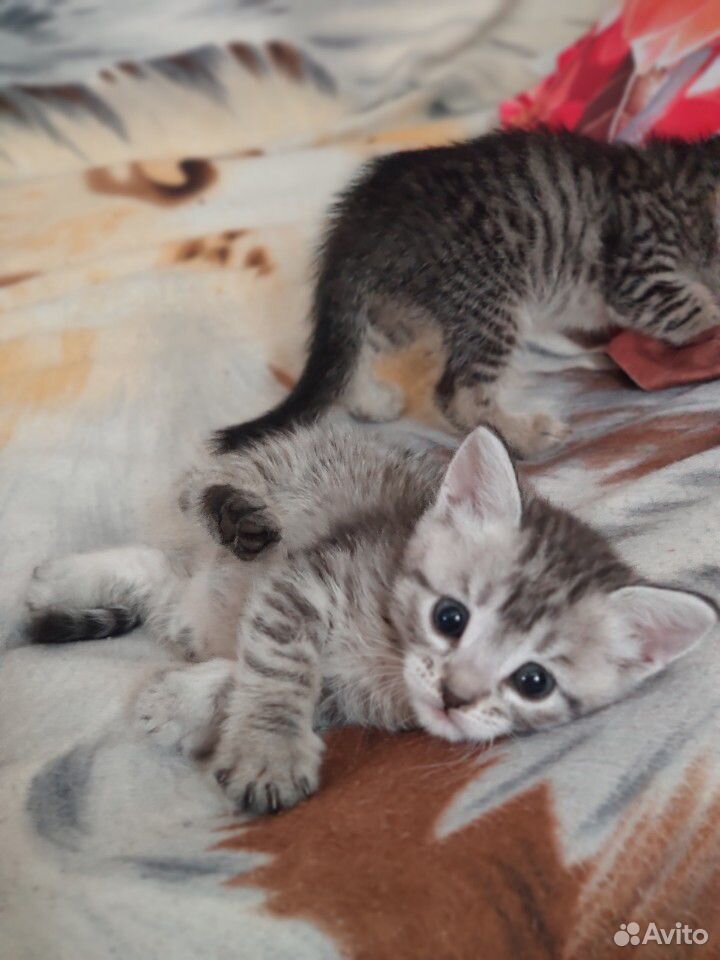 Котята, котяти, котеечки купить на Зозу.ру - фотография № 4