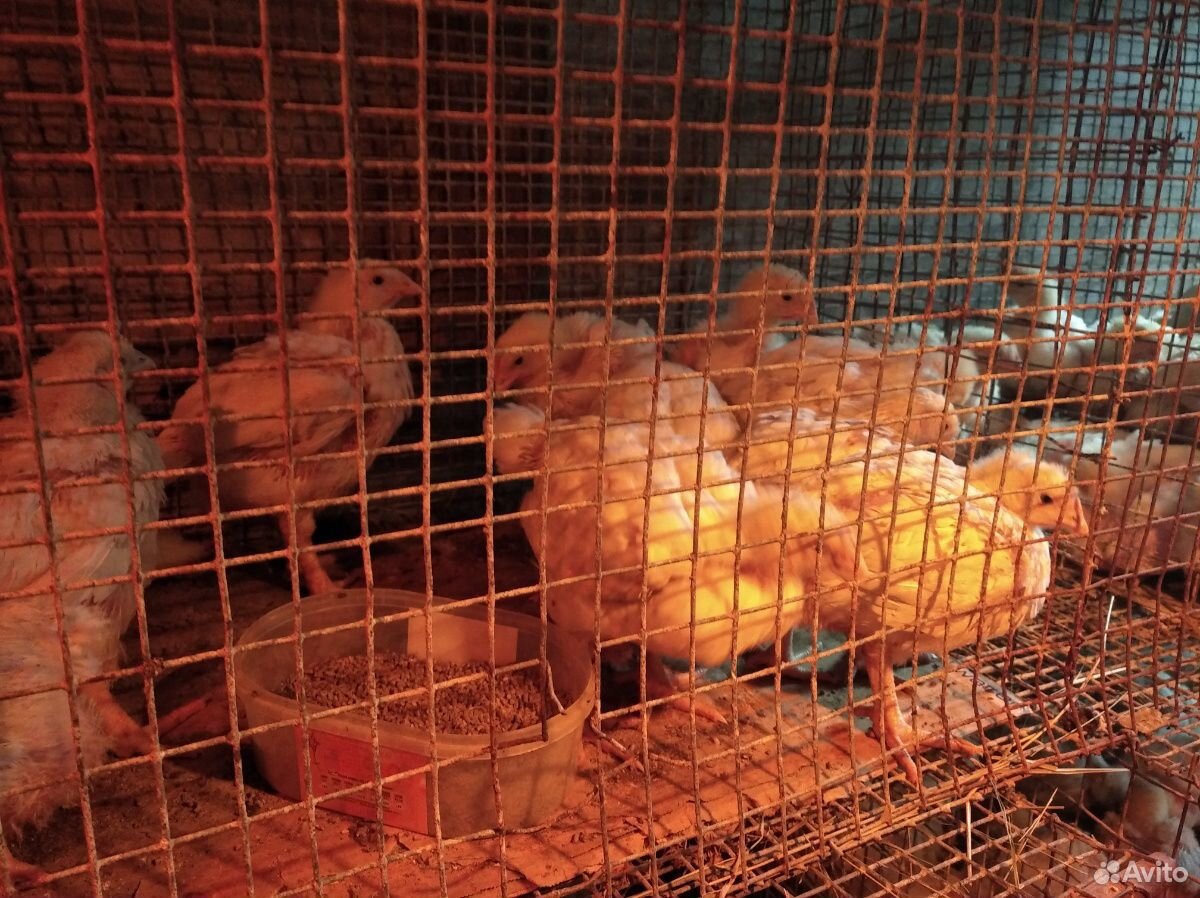 Цыплята бролеры купить на Зозу.ру - фотография № 1