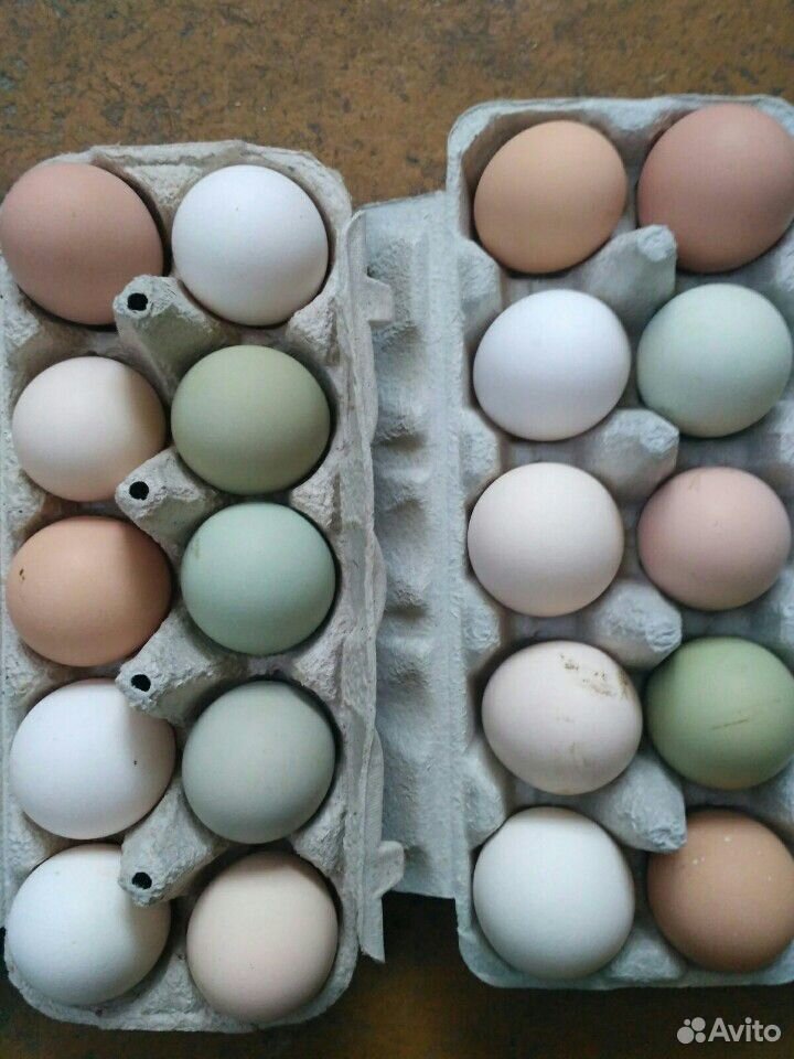 Яйца, Инкубационные яйца купить на Зозу.ру - фотография № 1