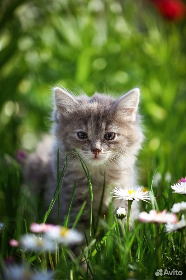 Сибирские котята купить на Зозу.ру - фотография № 1