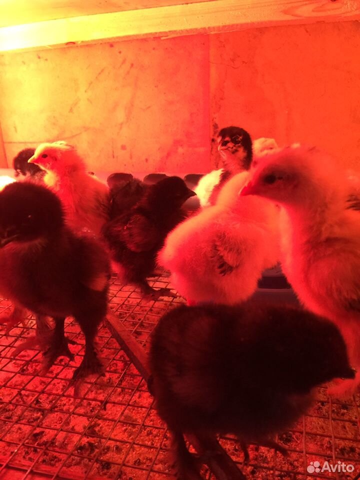 Цыплята несушки купить на Зозу.ру - фотография № 2