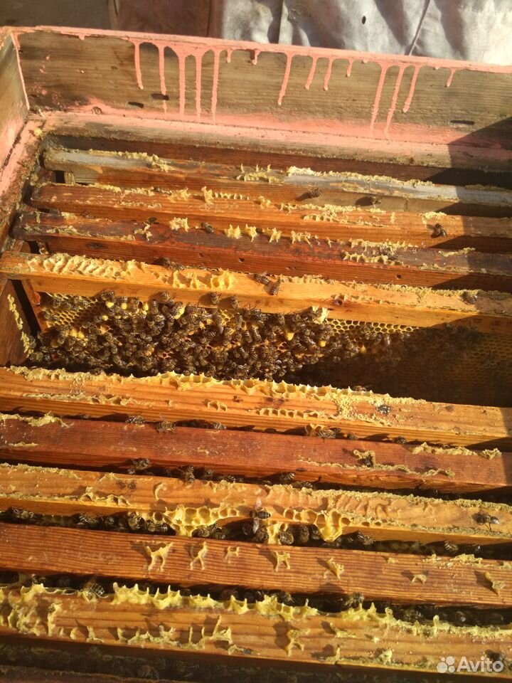 Пчёлы (пчелосемьи) купить на Зозу.ру - фотография № 2