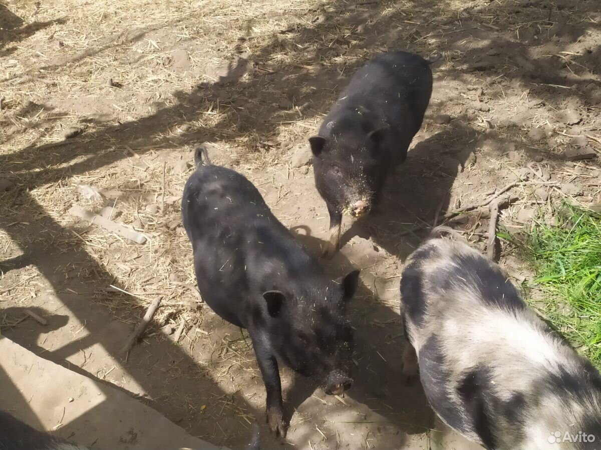 Покрытые въетнамские свиноматки купить на Зозу.ру - фотография № 3