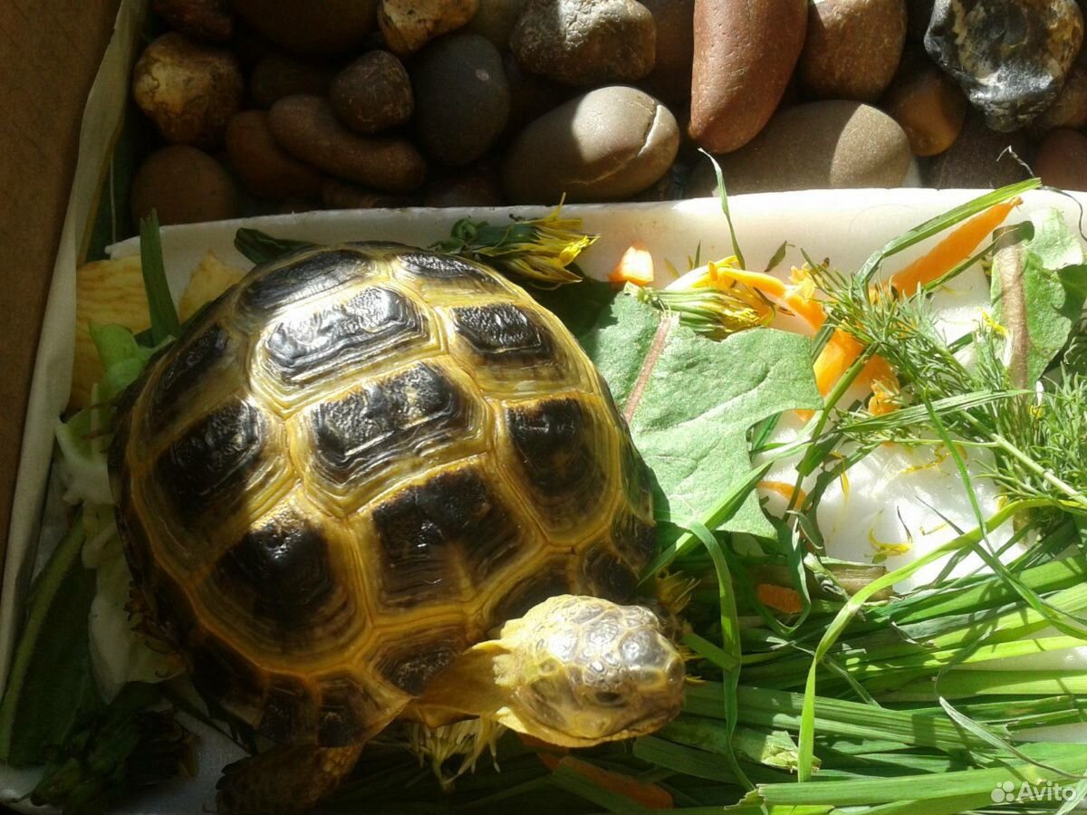 Черепахи Сухопутные тунисские