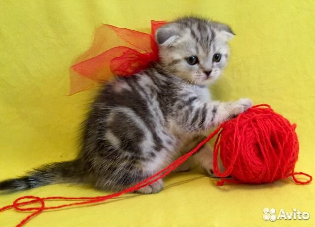 Милые вислоухие котята, ласковые купить на Зозу.ру - фотография № 3