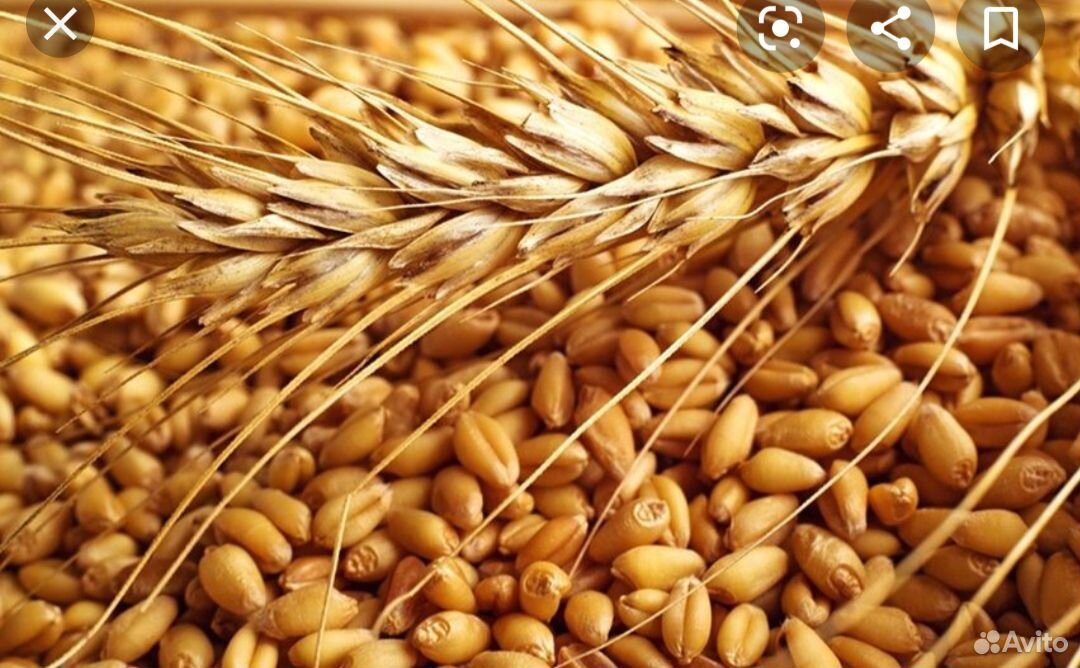 Пшеницы ячмень купить на Зозу.ру - фотография № 2