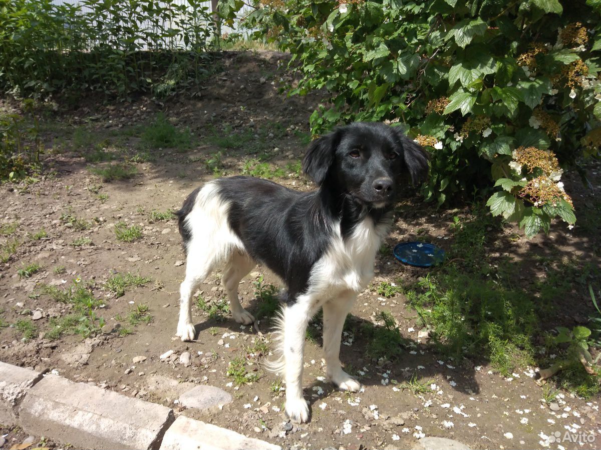 котята невинномысск. авито майский прохладный птица. авито прохладный животные. авито прохладный животные. гусь астрахань.