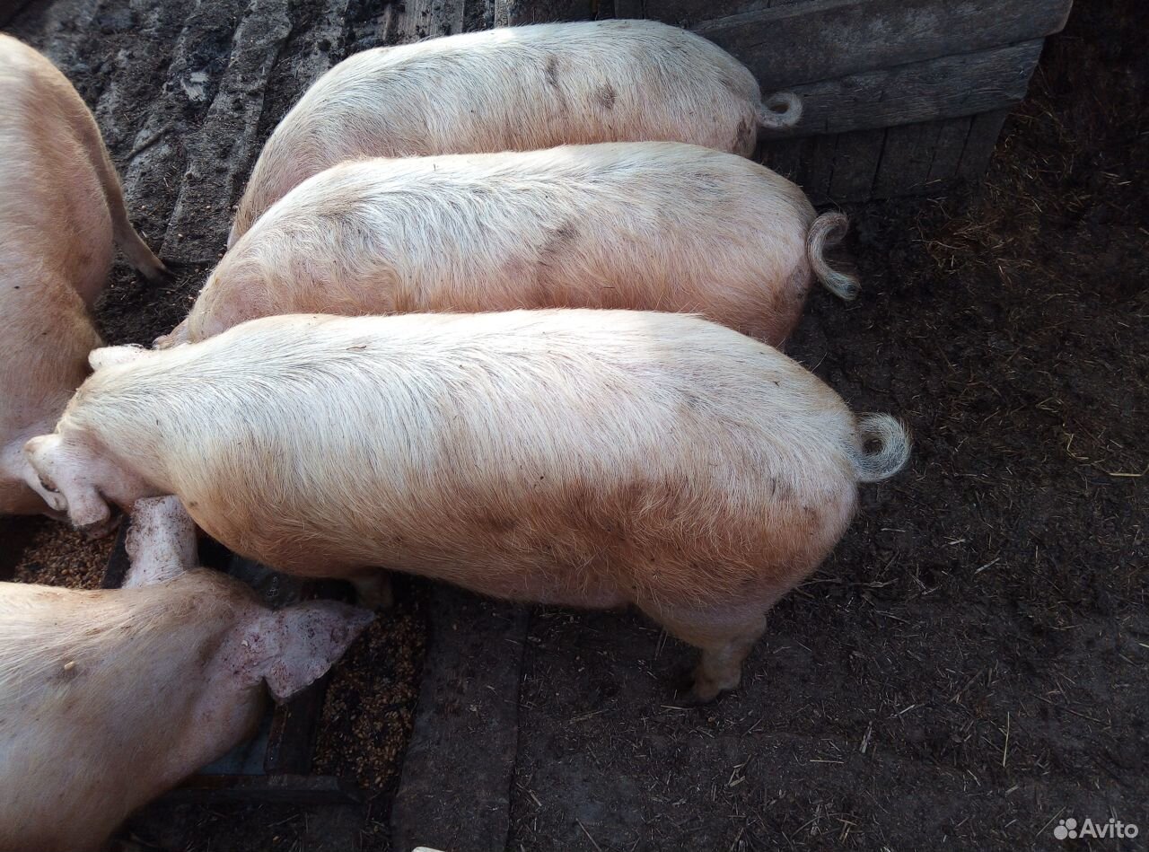 Продам свиней 8месяцес очень хорошие, содержатся н купить на Зозу.ру - фотография № 2