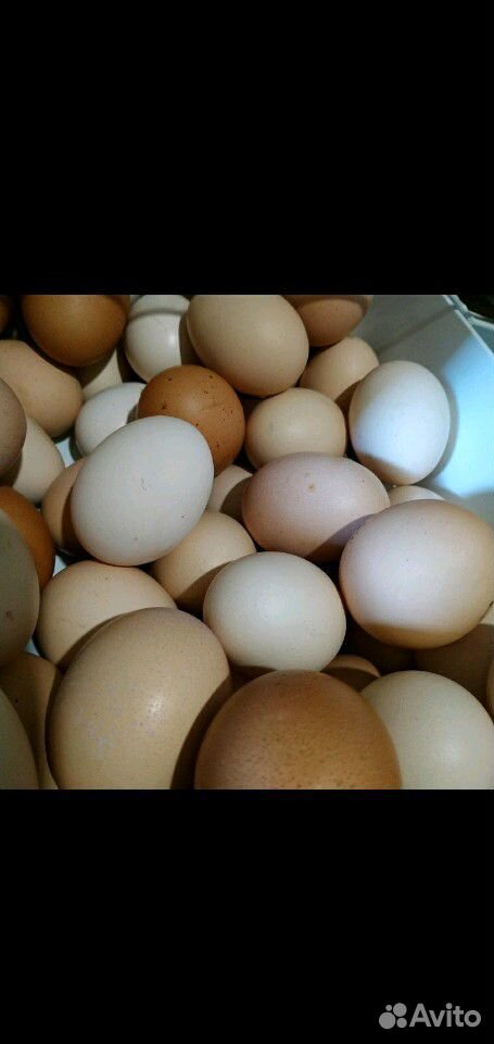Куриные Яйца купить на Зозу.ру - фотография № 1
