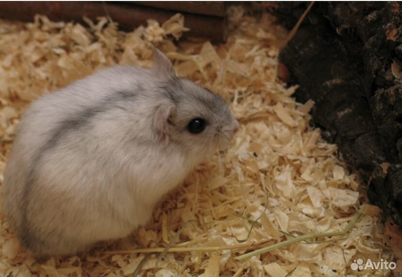 Белые мыши, хомяки на корм купить на Зозу.ру - фотография № 2