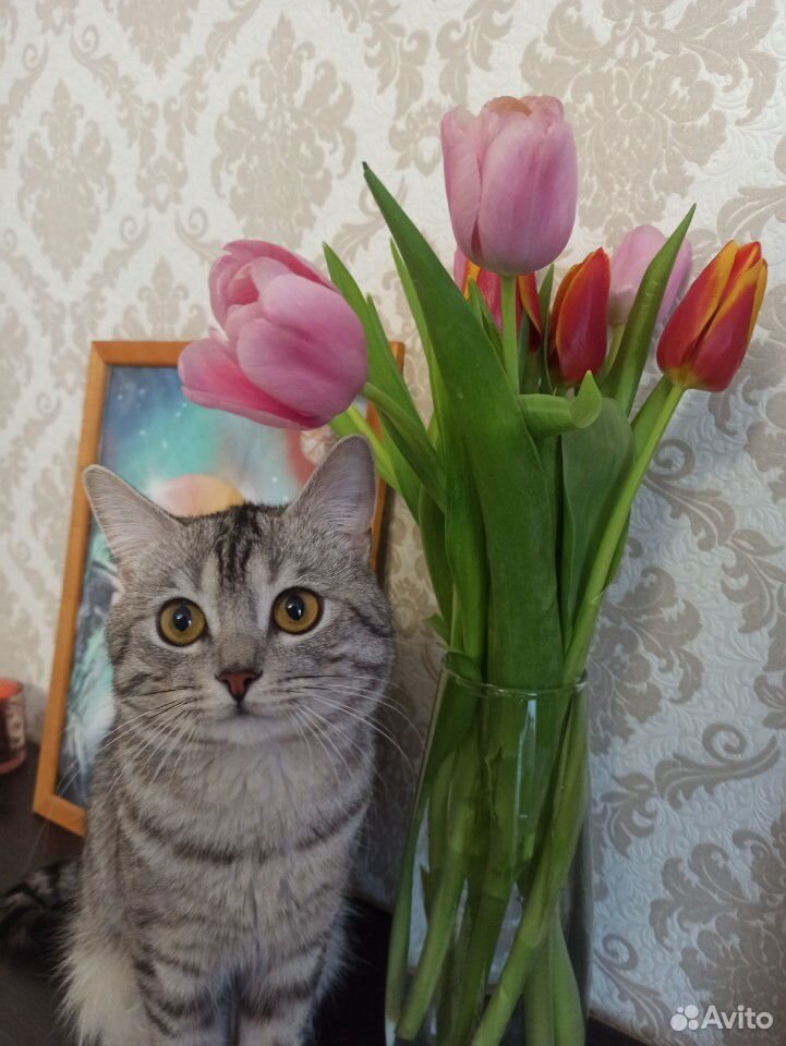 Молодой котик для вязки купить на Зозу.ру - фотография № 1