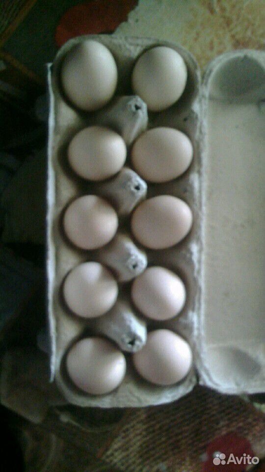 Инкубационное яицо китайских шелковых кур купить на Зозу.ру - фотография № 1