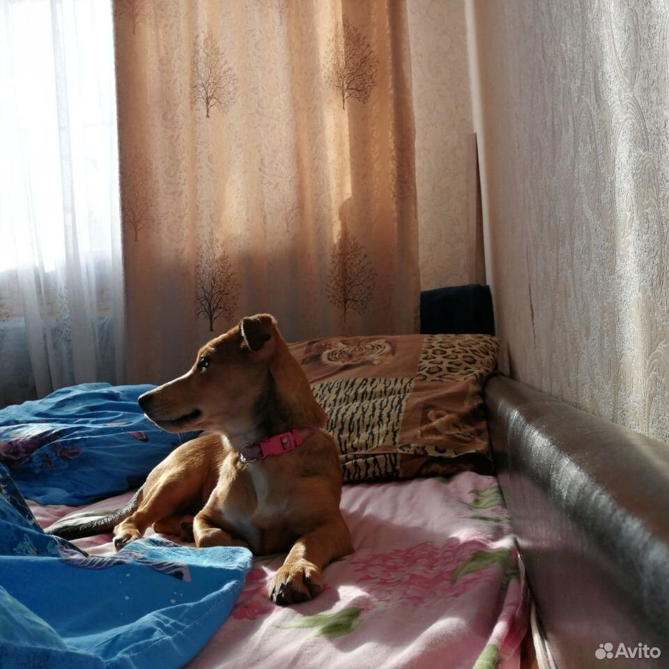 Собака в добрые руки купить на Зозу.ру - фотография № 2
