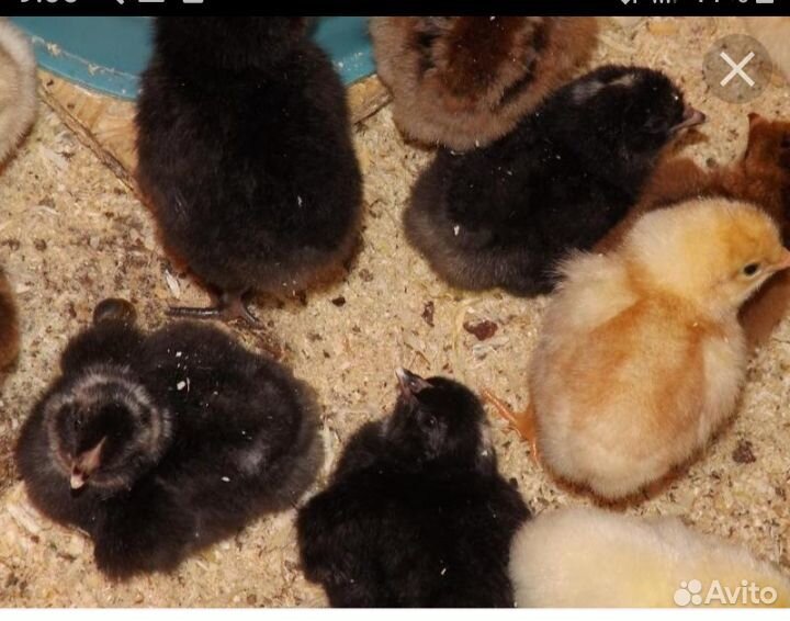 Цыплята от домашних курочек купить на Зозу.ру - фотография № 1