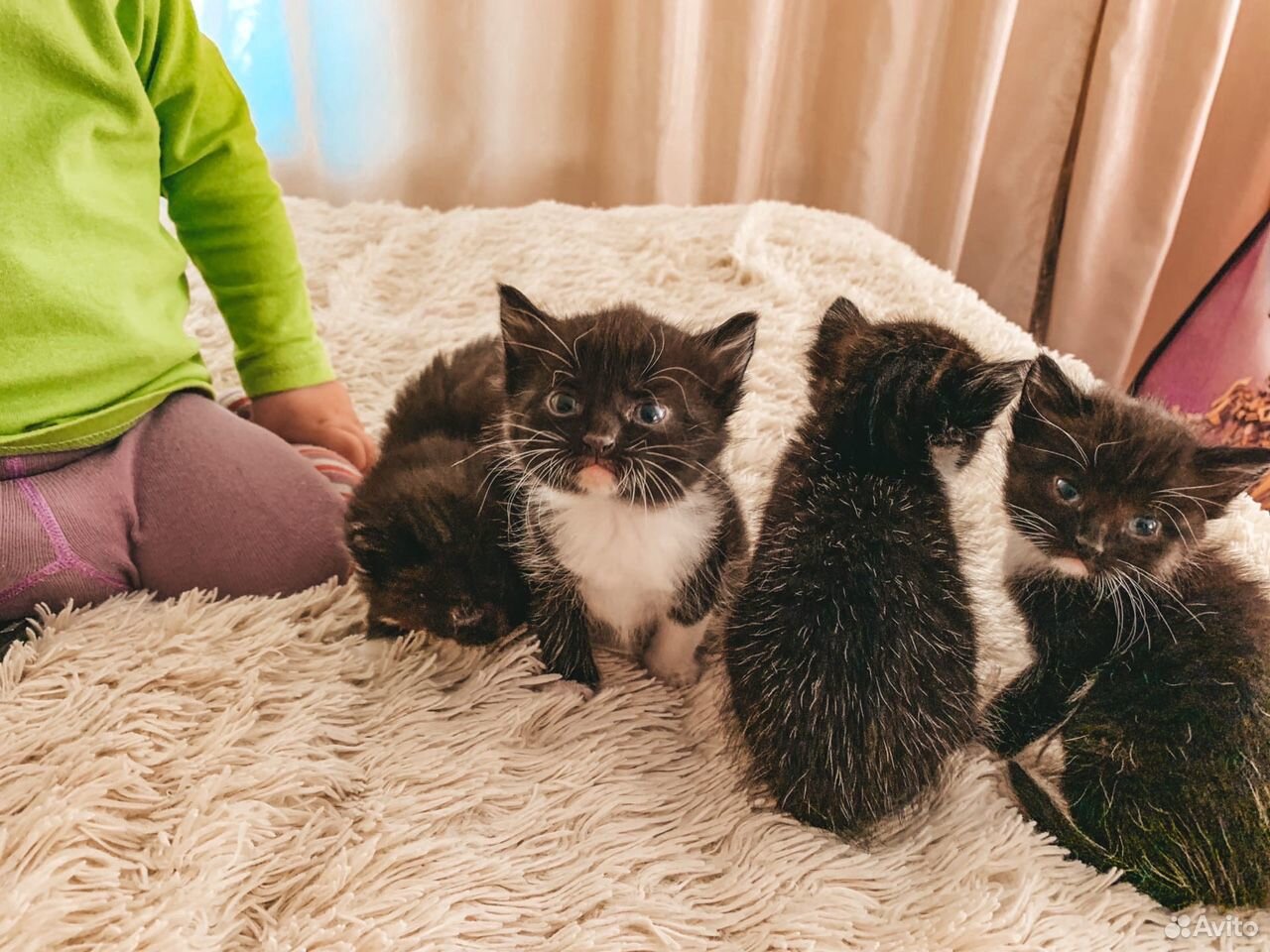 Котята крысоловки купить на Зозу.ру - фотография № 4