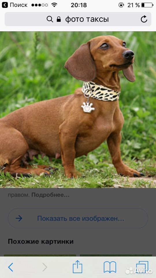 Возьму щенка таксы купить на Зозу.ру - фотография № 1