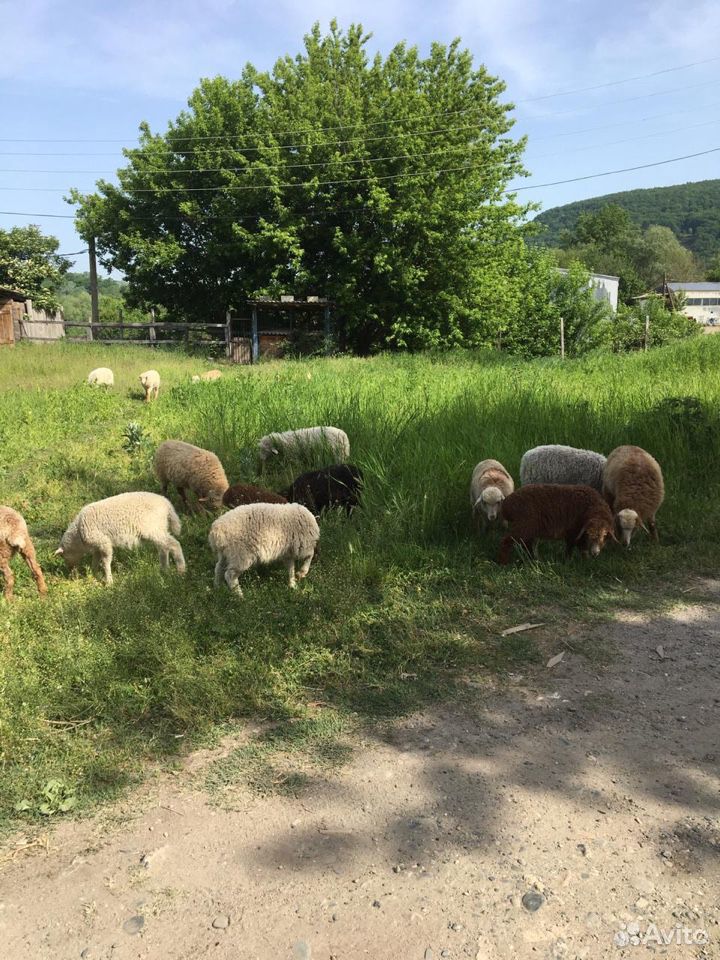 Овцы,ягнята купить на Зозу.ру - фотография № 1