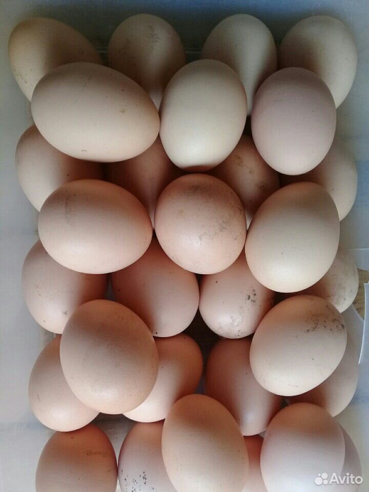 Инкубационные яйца купить на Зозу.ру - фотография № 3